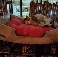 واگذاری ملوس خانم