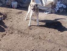 سگ سرابی نر نگهبانی 3ساله در شیپور