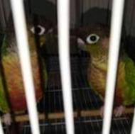 2 طوطی گرینجیک