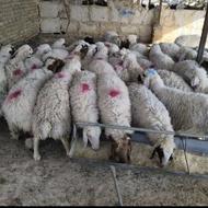 گوسفند زنده بره نرینه زیر قیمت کل مشهد مقدس با قصاب ماهر