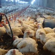 کارگر مرغداری