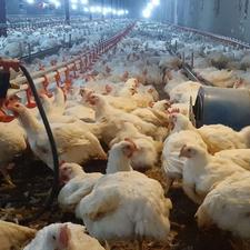 کارگر مرغداری