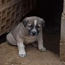 توله 27روزه شجره دار واگذاری سرابی اصل