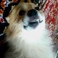 دو عدد نرو ماده جفت خورده همرا با شیش توله دو ماهه