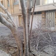 هرس درختان .کود دهی سم پاشی