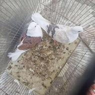 کبوتر دوبال با کله