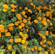 گل جعفری گل دار نشا شبو بنفشه و همیشه بهار