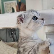 گربه اسکاتیش