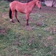 اسب سواری نژاد دار