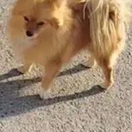 پامرروباهی اصل