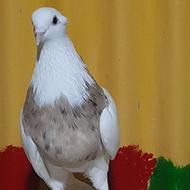 کبوتر طوقی ماده زرد خال سیاه جوان پاک پاک