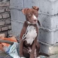  واگذاری  سگ پیتبول نر 9 ماهه