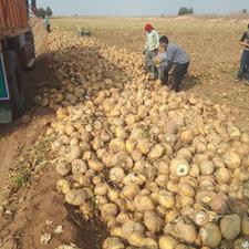 چغندر دامی مرغوب