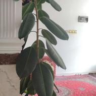 گل آپارتمانی