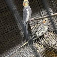 یک جفت عروس