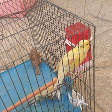 قناری ماده اماده جفتی سهره