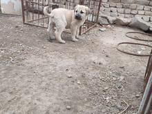 ماده سرابی با توله ماده گله ای در شیپور