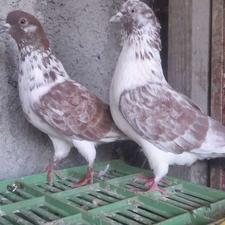 کبوتر یا کفتر گرگی