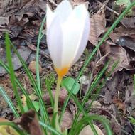 خدمات باغبانی و علف زنی با دستگاه علف تراش و هرس و کاشت درخت