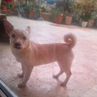 واگذاری رایگان سگ