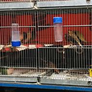 قناری جوجه سال