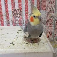 عروس هلندی نر