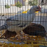 فروش فوری جوجه محلی ودورگه 3ماهه