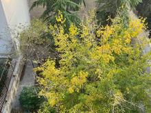 240 متری پارک قیطریه در شیپور