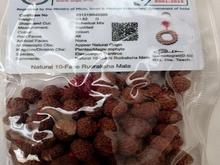 رودراکشا نپالی در شیپور