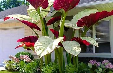 خریدار مغازه