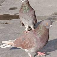 خریدار کبوتر تعداد