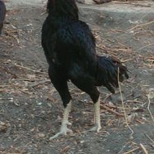 لاری اصل سالم وسرحال