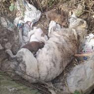 واگذاری سگ گله ماده با توله