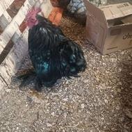 فروش مرغ ابریشمی و ست کوشین