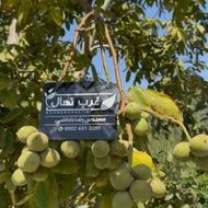 نهال گردو ژنوتیپ نهال صنوبر نهال بادام گردو دیرگل