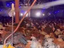 فروش نیمچه مرغ 110 روزه در شیپور