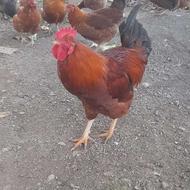 خروس محلی بدون هیچ واکسن هورمونی .سالم