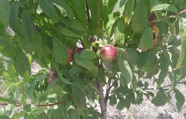 4200متر خانه باغ شهر رضی