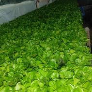 پیش فروش سبزه نارنج