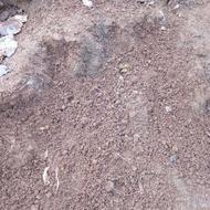 کود حیوانی عالی چند ساله