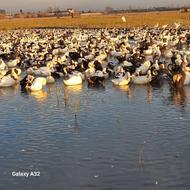 فروش اردک صحرایی 100 درصد ارگانیگ