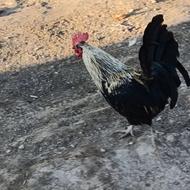 خروس مرغ گیر به شدت