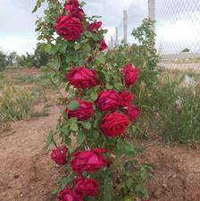 فروش باغ میوه