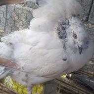 کبوتر فروشی نر جوجه بالغ،ماده کلوم سبز آس،