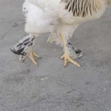 خروس ‌برهما ‌لایت