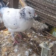 قیمت خوب کبوتراهم ردیف