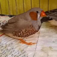 فنچ نژاد کینگ نر