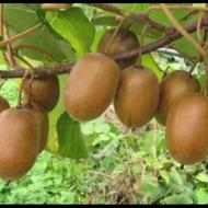 هرس درخت کیوی