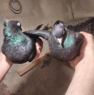 کفترفروشی زاغ چشم نوک سفید