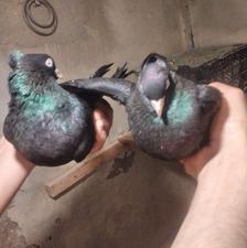 کفترفروشی زاغ چشم نوک سفید